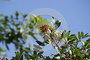 The Aroeira or mastic tree (Schinus terebinthifolia) and its pink pepper photo