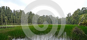 Arohaki Lagoon in Whirinaki Conservation Park, Bay of Plenty, New Zealand