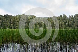 Arohaki Lagoon in Whirinaki Conservation Park, Bay of Plenty, New Zealand