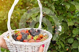 Aroma basket with mix blackberries and strawberries.