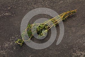 Aroma Fresh green thyme branch