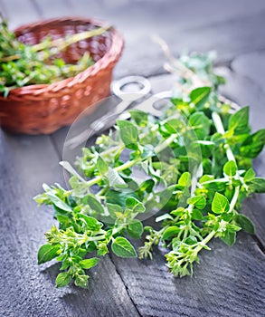 Aroma herb