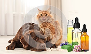 Aromatherapy for animals. Essential oils near dog and cat on background