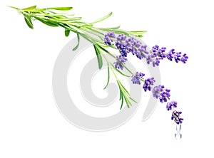 Aromatherapy and essential oil, herbal extract, ingredient for natural cosmetics, alternative medicine concept.