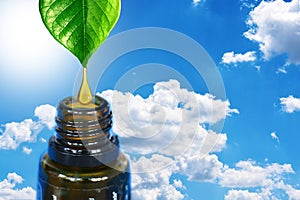 Aromatherapy essential oils as natural remedies with oil dripping from green leaves on brown bottles against blue sky background photo