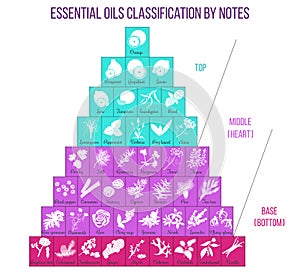 Aromatherapy and essential oils classification infographics