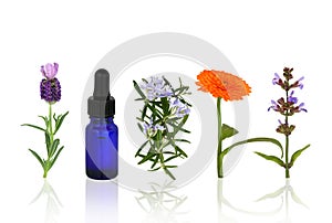 Aromatherapy Herbs and Flowers