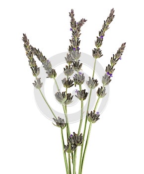Aromatherapy organic lavender Lavendula dentata