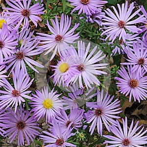 Aromatic Aster - Symphyotrichum oblongifolium