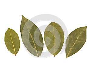 Aromatic bay leaves