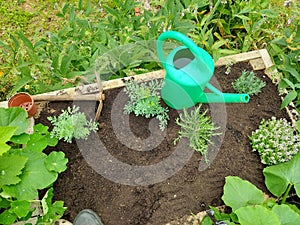 aromatic bed in the garden. plant of rue, rosemary, lavender and oregano. cultivation of aromatic plants with a hoe and a watering photo