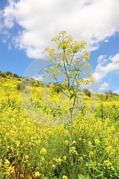 Aromatic blossoming Dill or Fennel. Plants with yellow flower heads grow on blooming hills among yellow Mustard flowers