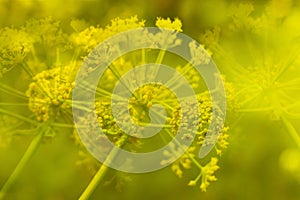 Aromatic Dill or Fennel  blossoming. Plant with yellow- green flower head against natural blur background. Macro