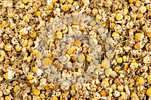 Aromatic dried chamomiles healthy herbal tea