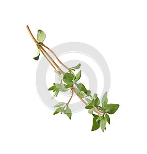Aromatic fresh green thyme isolated on white