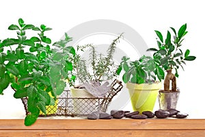 Aromatic herb garden with pots of basil and mint on a shelf isolated on white