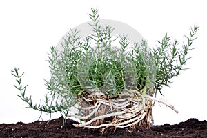 Aromatic herb isolated on white with root in soil