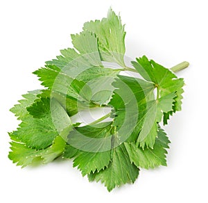 Aromatic herb lovage