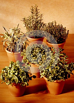 Aromatic herbs photo