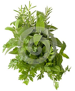 Aromatic herbs photo