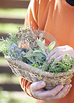 Aromatic herbs collected in a basket. Sage, rosemary, thyme..