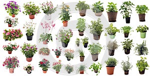 Aromatic herbs and flower plants