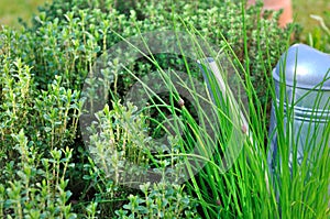 Aromatic herbs in garden