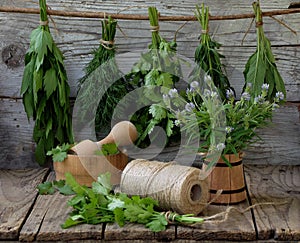 Aromatic herbs lovage, dill, cilantro, hyssop, sage, blue fenugreek, thyme