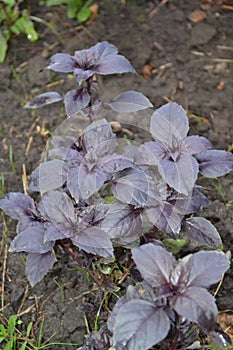 Ocimum basilicum. Fragrant herbs, spices, herb garden. Aromatic herbs