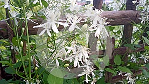 Aromatic jui Flower