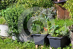 Aromatic kitchen herbs planted in containers.