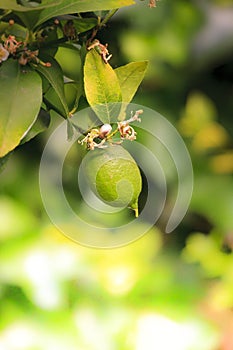 Aromatic lemon tree in a home garden