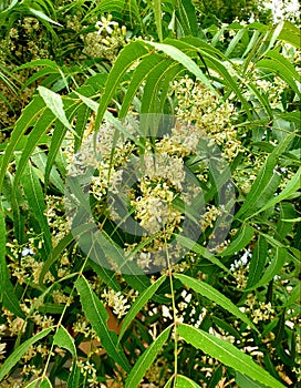 Aromatic neem tree It is dense white flowers