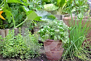 Aromatic plant and basil in potted put on the soil  in a garden