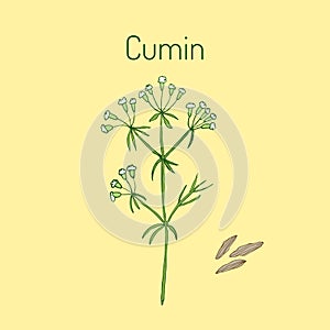 Aromatic plant cumin