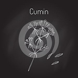 Aromatic plant cumin