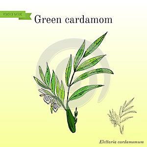Aromatic plant green or true cardamom elettaria cardamomum .