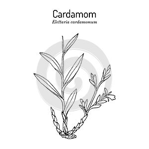 Aromatic plant green or true cardamom elettaria cardamomum