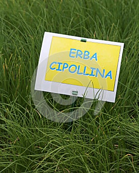 Aromatic plant with label with the text ERBA CIPOLLINA which in photo