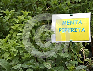 Aromatic plant with label with the text MENTA which in Italian m