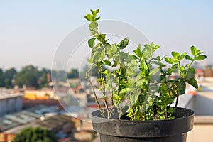 Aromatic plant in outdoor garden pot