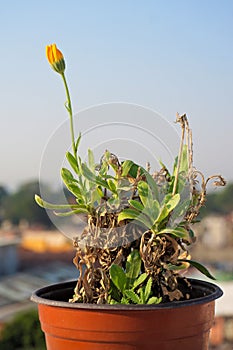 Aromatic plant in outdoor garden pot