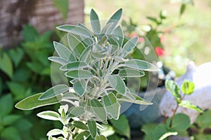 Plant of Sage, Herbal, healing, Herbalism, Beauty Care, Wellness. Aromatherapy, Essential Oil, Garden. photo