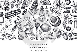 Aromatic plants background. Perfumery ingredients banner. Flower, fruit, spice, herb sketches. Hand drawn vector illustration.