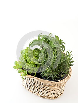 Aromatic Plants Basket