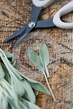 Aromatic sage leaves herbs at kitchen