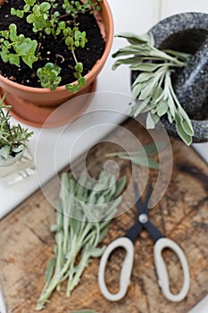 Aromatic sage leaves herbs at kitchen