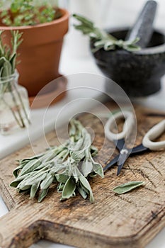 Aromatic sage leaves herbs at kitchen