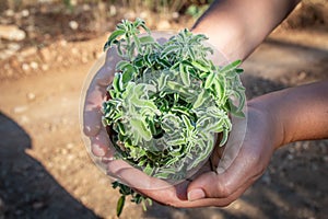 Aromatic sage plant on natural background in forest. Herbs concept. Hands hold a bunch of medicinal herbs