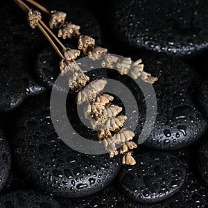 Aromatic spa concept of dried lavenders on black zen basalt stones with dew